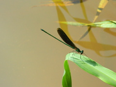 Neurobasis chinensis