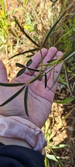 Indigofera psoraloides