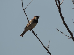 Passer hispaniolensis