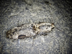 Cryptalaus larvatus pini