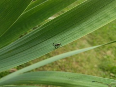Tettigoniinae