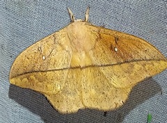 Lonomia electra