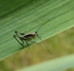 Tettigoniinae
