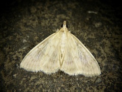 Nomis albopedalis
