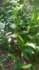 Hedychium coronarium