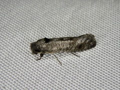 Micrerethista denticulata