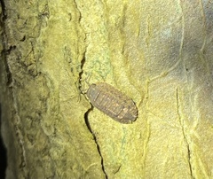 Holoverticata