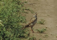 Melanocorypha calandra