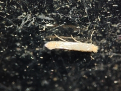 Phyllonorycter quercifoliella