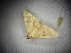 Patania chlorophanta