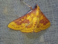 Polygrammodes ponderalis