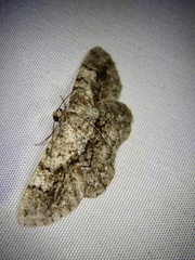 Satoblephara parvularia