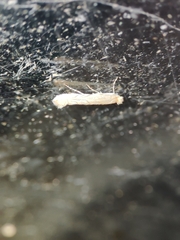 Phyllonorycter quercifoliella