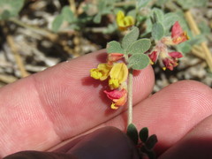 Acmispon decumbens davidsonii