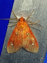 Hyperthaema orbicularis