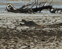 Burhinus oedicnemus