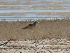 Burhinus oedicnemus