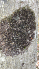 Frullania eboracensis