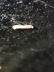 Phyllonorycter quercifoliella