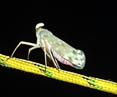 Enchophora pallidipunctata