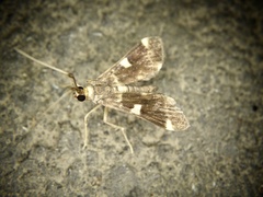 Piletocera aegimiusalis