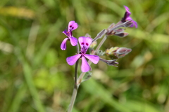 Pelargonium reniforme