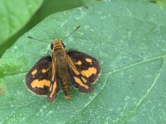 Taractrocera luzonensis