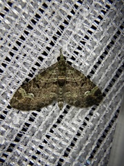 Chloroclystis excisa