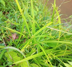 Cyperus laxus
