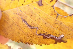 Stigmella multispicata