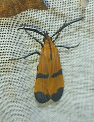 Dycladia