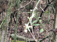 Tragelaphus sylvaticus