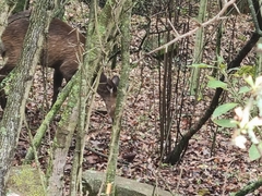 Tragelaphus sylvaticus