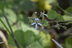 Pelargonium odoratissimum