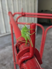 Conocephalus gigantius