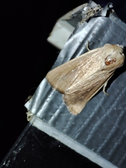 Mythimna sicula