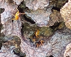 Nasutitermes corniger