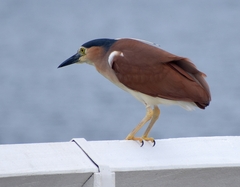 Nycticorax caledonicus