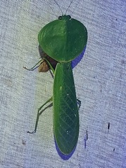 Choeradodis rhombicollis