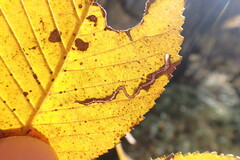 Stigmella multispicata