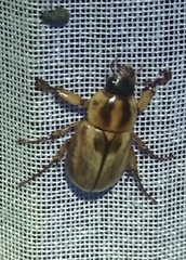 Cyclocephala prolongata