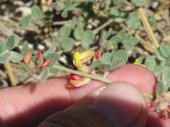 Acmispon decumbens davidsonii