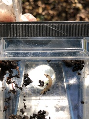 Blaniulus guttulatus