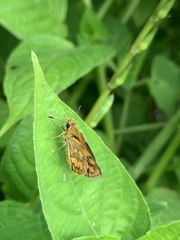 Taractrocera luzonensis