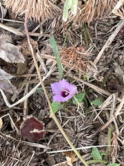 Ipomoea triloba