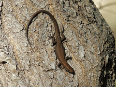 Algyroides moreoticus