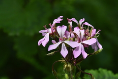Pelargonium zonale