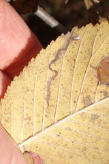 Stigmella multispicata