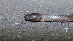 Cryptophis nigrescens