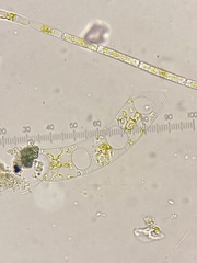 Eucampia